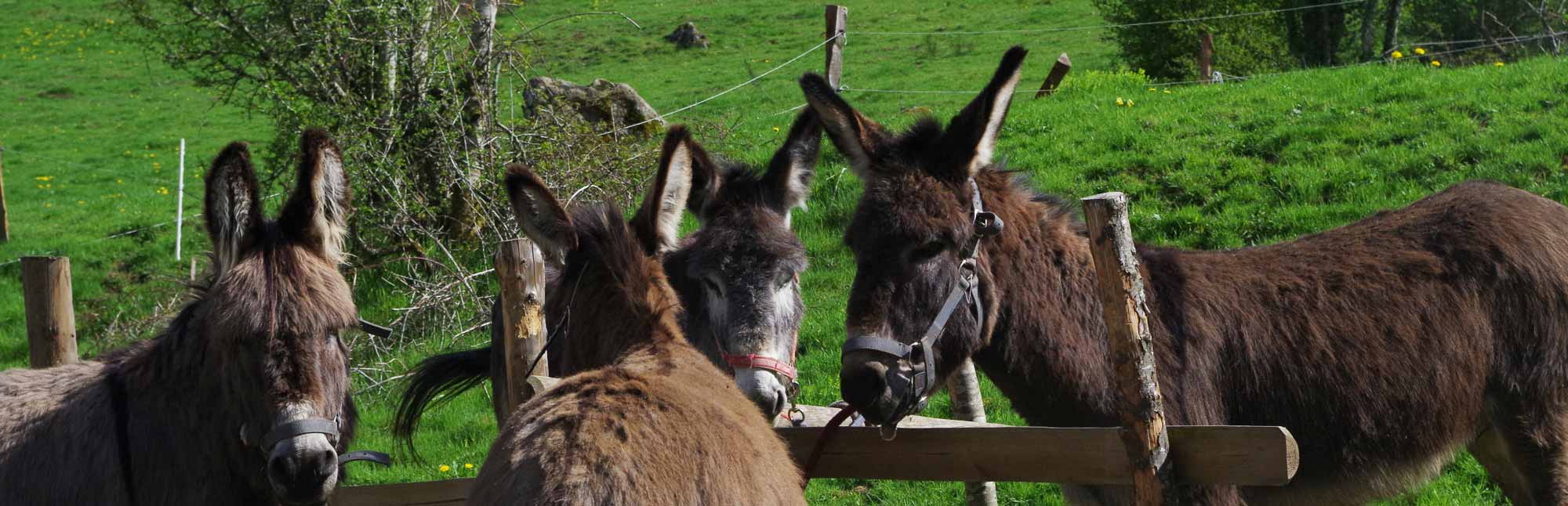 balade a dos d'anes dans le cantal